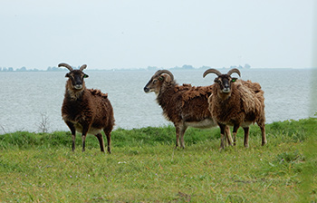 natuur vuurtoreneiland